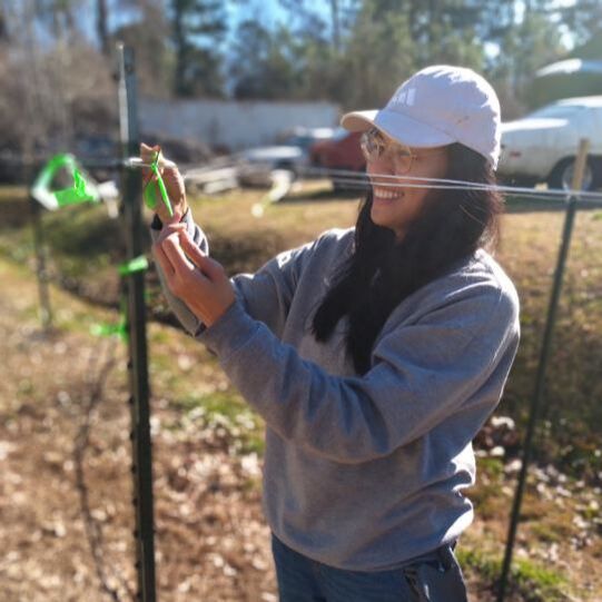 A person with long hair, glasses, and a white baseball cap, tying green tags to a vineyard vine fence.